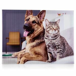 Sconto Obraz na plátne DOG AND CAT II 40x30 cm, motív pes s mačkou